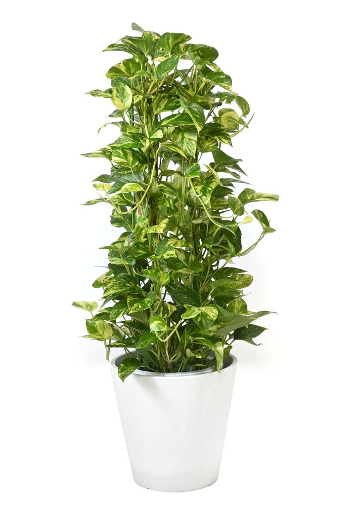 観葉植物 通販 ポトス・タワー仕立て 8号鉢 ガルボ鉢カバー付 観葉植物 本物