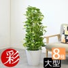 観葉植物 通販 ポトス・タワー仕立て 8号鉢 ガルボ鉢カバー付 観葉植物 本物