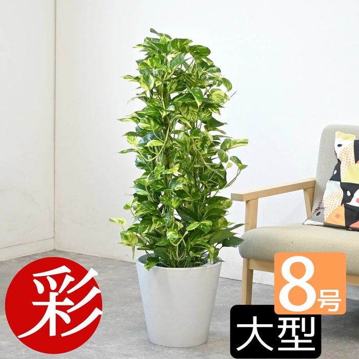 観葉植物 通販 ポトス・タワー仕立て 8号鉢 ガルボ鉢カバー付 観葉植物 本物