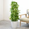 観葉植物 通販 ポトス・タワー仕立て 8号鉢 ガルボ鉢カバー付 観葉植物 本物