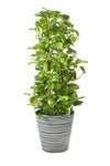 観葉植物 通販 ポトス・タワー仕立て 8号鉢 エコフレンドリーポット鉢カバー付 観葉植物 本物