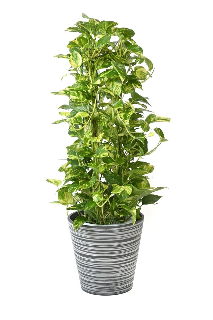 観葉植物 通販 ポトス・タワー仕立て 8号鉢 エコフレンドリーポット鉢カバー付 観葉植物 本物
