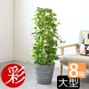 観葉植物 通販 ポトス・タワー仕立て 8号鉢 エコフレンドリーポット鉢カバー付 観葉植物 本物
