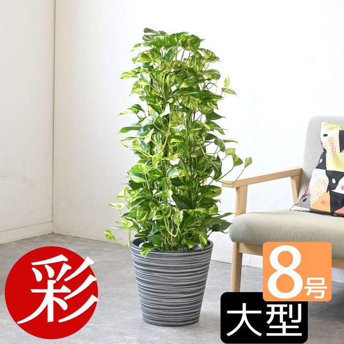 観葉植物 通販 ポトス・タワー仕立て 8号鉢 エコフレンドリーポット鉢カバー付 観葉植物 本物