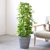 観葉植物 通販 ポトス・タワー仕立て 8号鉢 エコフレンドリーポット鉢カバー付 観葉植物 本物