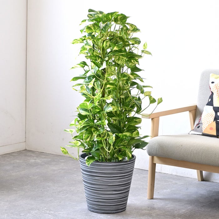 観葉植物 通販 ポトス・タワー仕立て 8号鉢 エコフレンドリーポット鉢カバー付 観葉植物 本物
