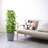 観葉植物 通販 ポトス・タワー仕立て 8号鉢 エコフレンドリーポット鉢カバー付 観葉植物 本物