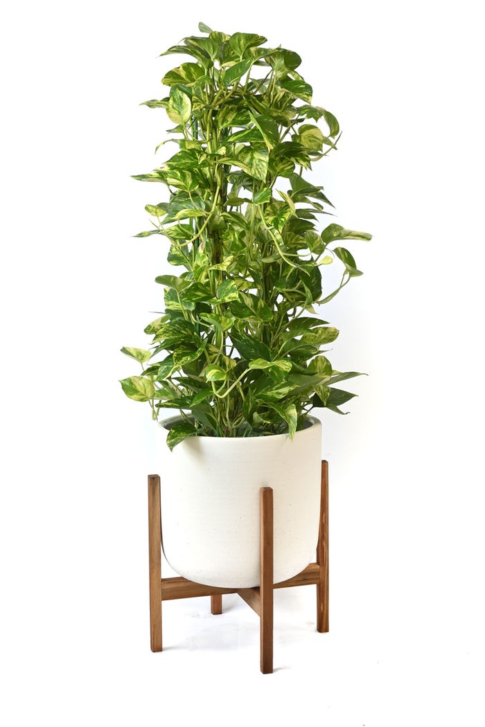 観葉植物 通販 ポトス・タワー仕立て 8号鉢 ルーケト鉢カバー付 観葉植物 本物