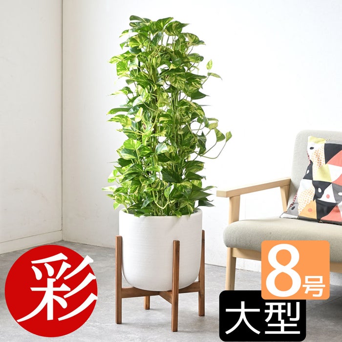 観葉植物 通販 ポトス・タワー仕立て 8号鉢 ルーケト鉢カバー付 観葉植物 本物