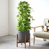 観葉植物 通販 ポトス・タワー仕立て 8号鉢 ルーケト鉢カバー付 観葉植物 本物
