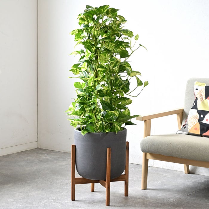 観葉植物 通販 ポトス・タワー仕立て 8号鉢 ルーケト鉢カバー付 観葉植物 本物