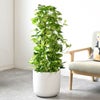 観葉植物 通販 ポトス・タワー仕立て 8号鉢 ルーケト鉢カバー付 観葉植物 本物