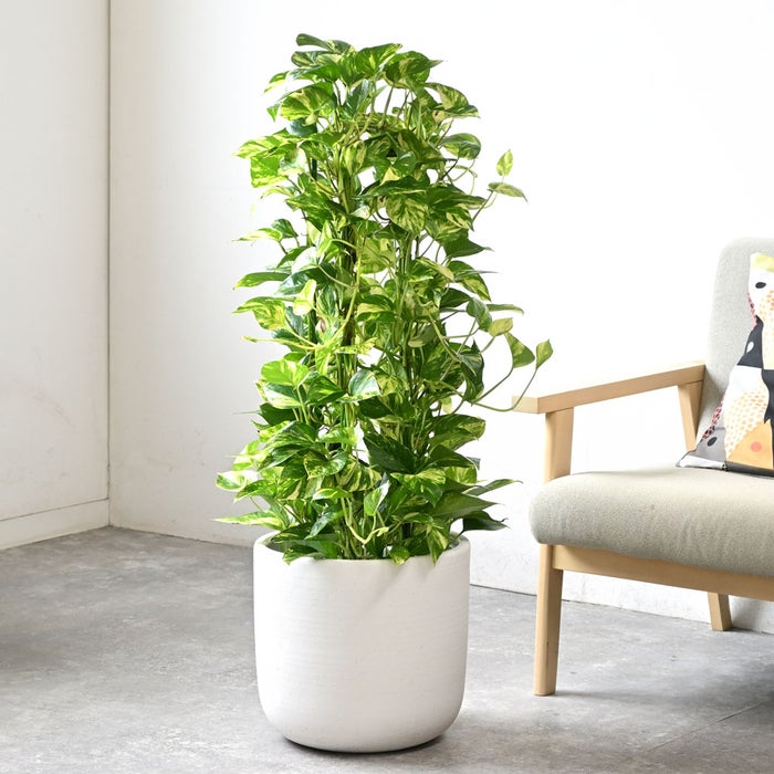 観葉植物 通販 ポトス・タワー仕立て 8号鉢 ルーケト鉢カバー付 観葉植物 本物