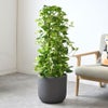 観葉植物 通販 ポトス・タワー仕立て 8号鉢 ルーケト鉢カバー付 観葉植物 本物