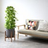 観葉植物 通販 ポトス・タワー仕立て 8号鉢 ルーケト鉢カバー付 観葉植物 本物