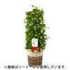 観葉植物 通販 ポトス・タワー仕立て 8号鉢 ルーケト鉢カバー付 観葉植物 本物