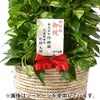 観葉植物 通販 ポトス・タワー仕立て 8号鉢 ルーケト鉢カバー付 観葉植物 本物