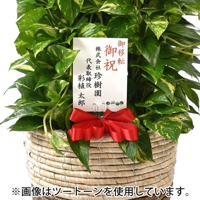 観葉植物 通販 ポトス・タワー仕立て 8号鉢 ルーケト鉢カバー付 観葉植物 本物