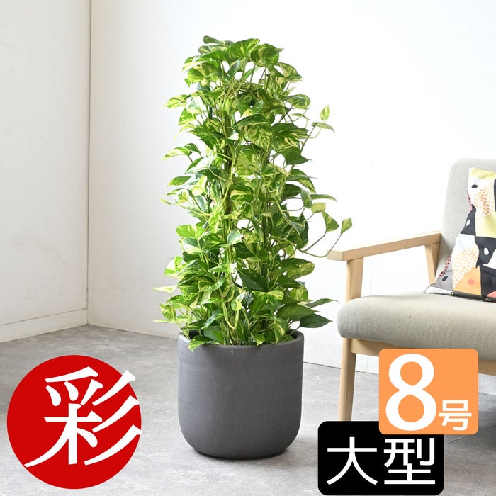 観葉植物 通販 ポトス・タワー仕立て 8号鉢 ルーケト鉢カバー付 観葉植物 本物