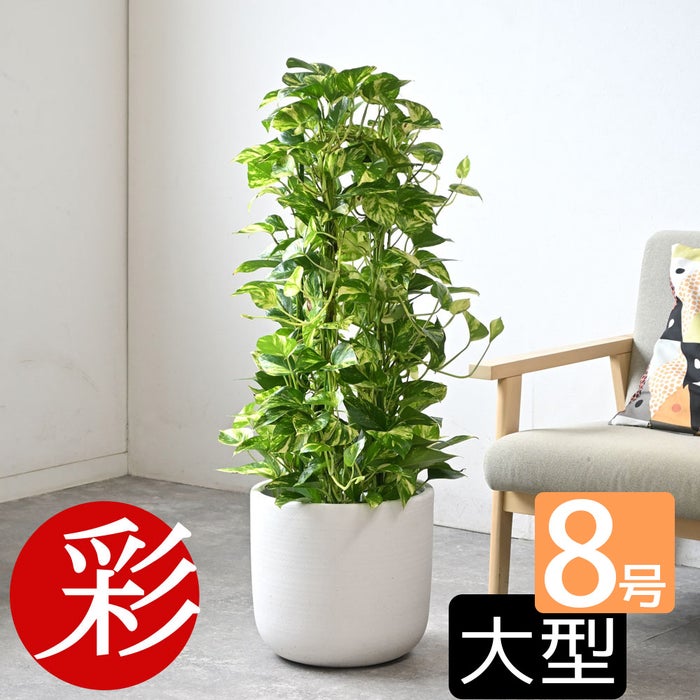 観葉植物 通販 ポトス・タワー仕立て 8号鉢 ルーケト鉢カバー付 観葉植物 本物