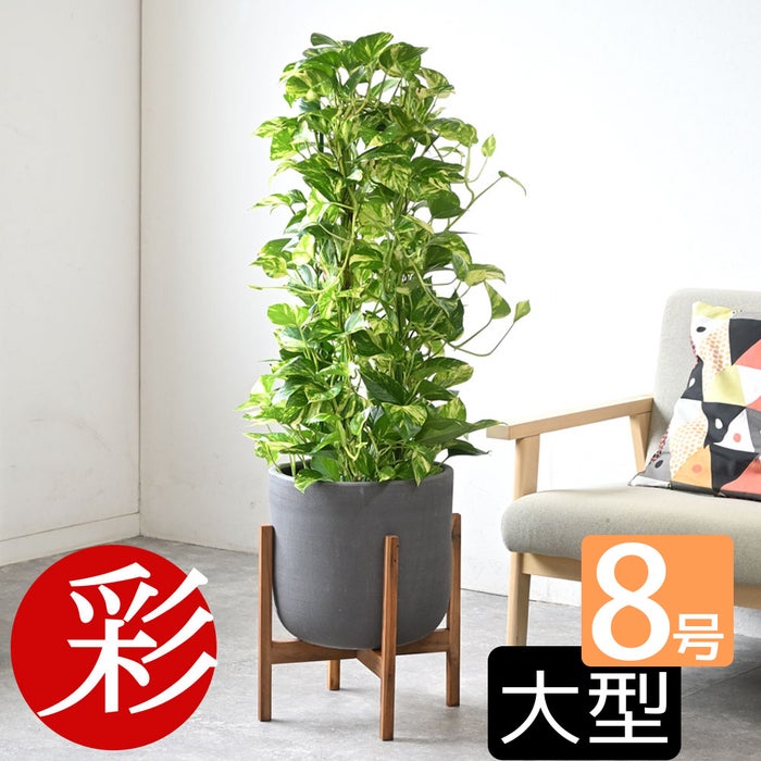 観葉植物 通販 ポトス・タワー仕立て 8号鉢 ルーケト鉢カバー付 観葉植物 本物
