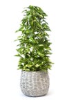 観葉植物 通販 ポトス・タワー仕立て 8号鉢 ボールバスケット鉢カバー付 観葉植物 本物