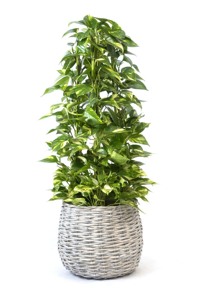 観葉植物 通販 ポトス・タワー仕立て 8号鉢 ボールバスケット鉢カバー付 観葉植物 本物