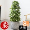 観葉植物 通販 ポトス・タワー仕立て 8号鉢 ボールバスケット鉢カバー付 観葉植物 本物
