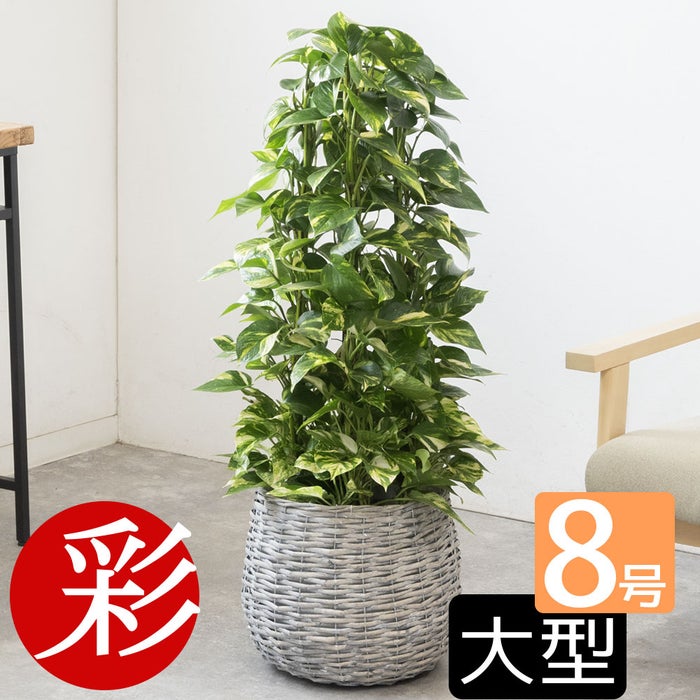 観葉植物 通販 ポトス・タワー仕立て 8号鉢 ボールバスケット鉢カバー付 観葉植物 本物