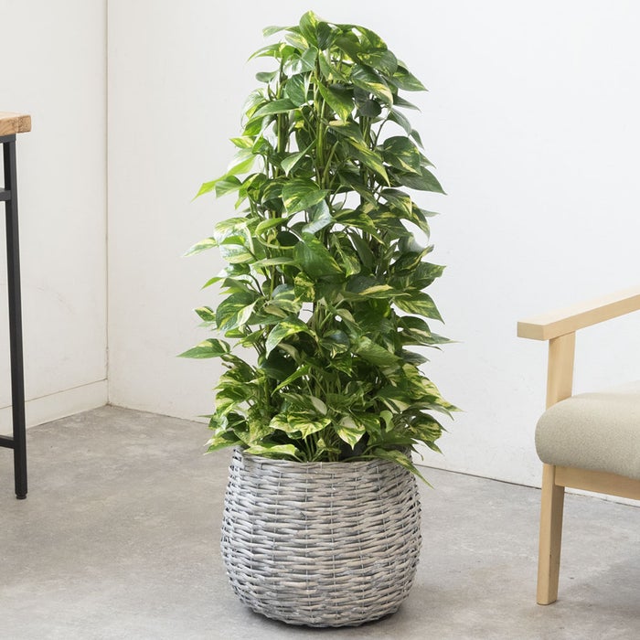 観葉植物 通販 ポトス・タワー仕立て 8号鉢 ボールバスケット鉢カバー付 観葉植物 本物