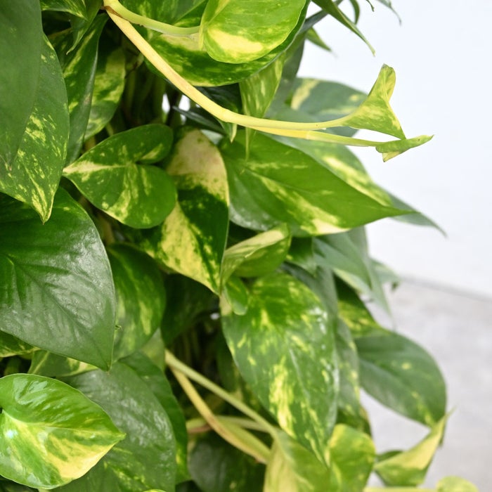 観葉植物 通販 ポトス・タワー仕立て 8号鉢 ボールバスケット鉢カバー付 観葉植物 本物