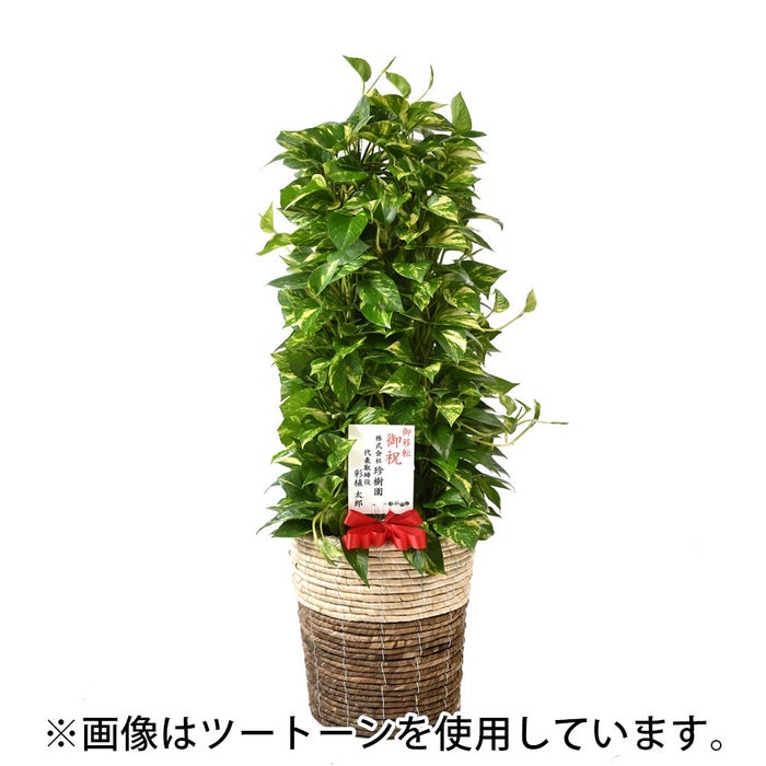 観葉植物 通販 ポトス・タワー仕立て 8号鉢 ボールバスケット鉢カバー付 観葉植物 本物