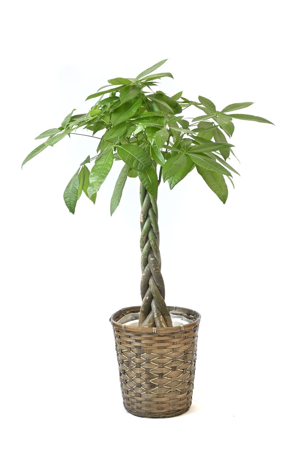 観葉植物 通販 パキラ 8号鉢 キャラメルブラウン鉢カバー付 観葉植物 本物