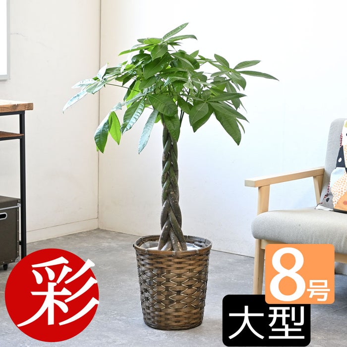 観葉植物 通販 パキラ 8号鉢 キャラメルブラウン鉢カバー付 観葉植物 本物