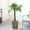 観葉植物 通販 パキラ 8号鉢 キャラメルブラウン鉢カバー付 観葉植物 本物