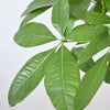 観葉植物 通販 パキラ 8号鉢 キャラメルブラウン鉢カバー付 観葉植物 本物