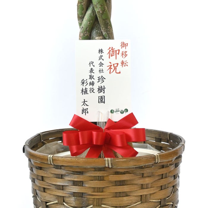 観葉植物 通販 パキラ 8号鉢 キャラメルブラウン鉢カバー付 観葉植物 本物