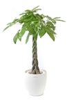 観葉植物 通販 パキラ 8号鉢 ラスター白鉢カバー付 観葉植物 本物