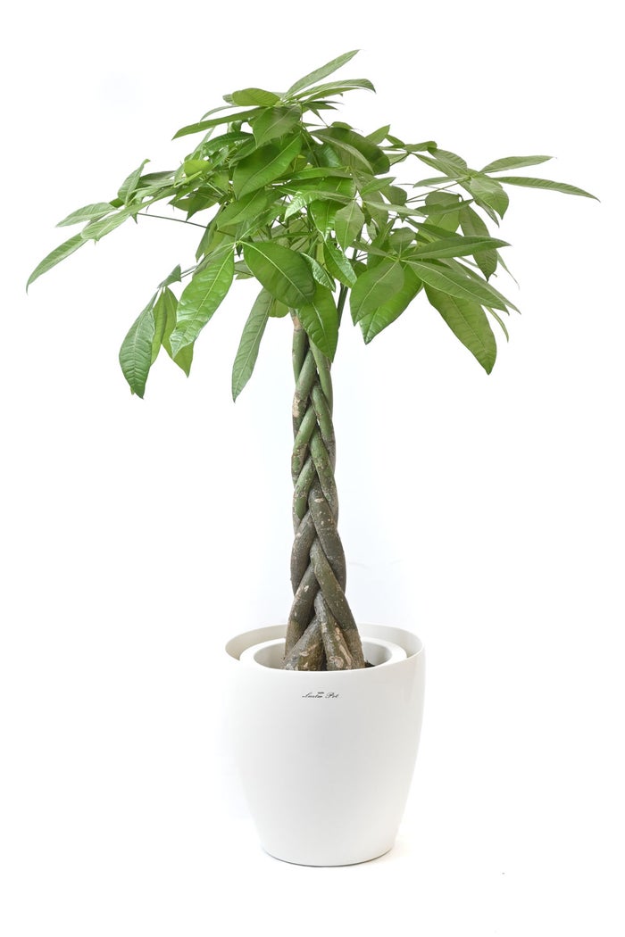 観葉植物 通販 パキラ 8号鉢 ラスター白鉢カバー付 観葉植物 本物