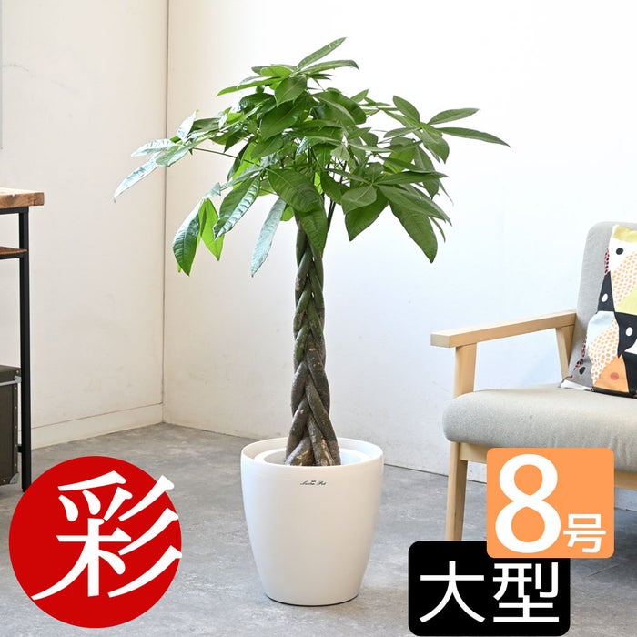 観葉植物 通販 パキラ 8号鉢 ラスター白鉢カバー付 観葉植物 本物