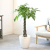 観葉植物 通販 パキラ 8号鉢 ラスター白鉢カバー付 観葉植物 本物