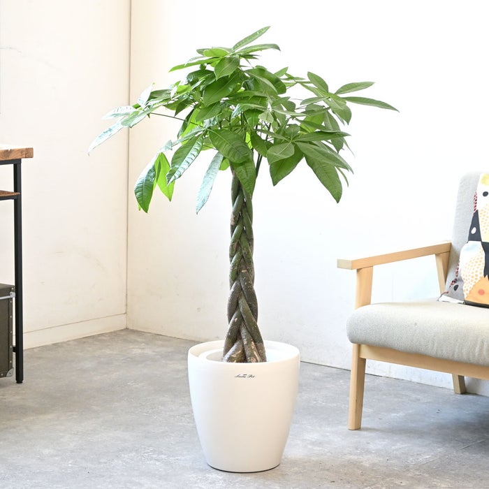 観葉植物 通販 パキラ 8号鉢 ラスター白鉢カバー付 観葉植物 本物