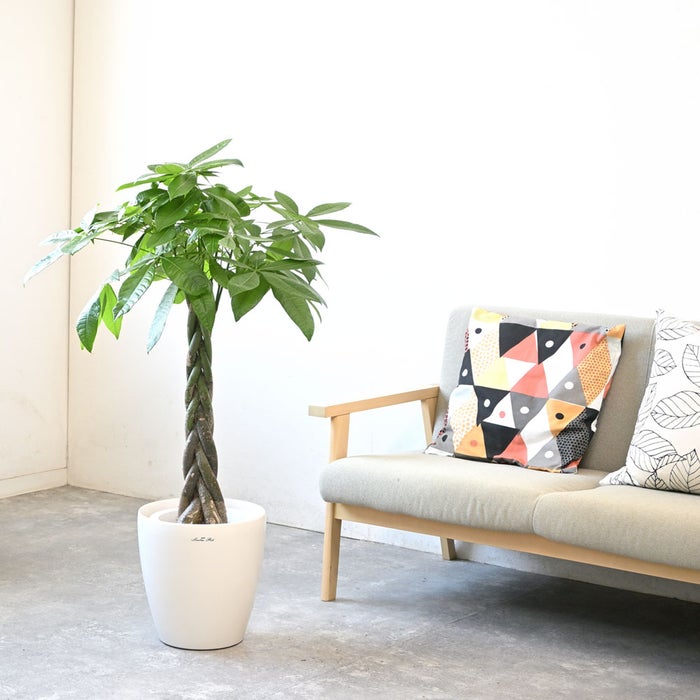 観葉植物 通販 パキラ 8号鉢 ラスター白鉢カバー付 観葉植物 本物