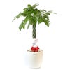 観葉植物 通販 パキラ 8号鉢 ラスター白鉢カバー付 観葉植物 本物