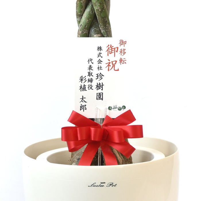 観葉植物 通販 パキラ 8号鉢 ラスター白鉢カバー付 観葉植物 本物