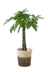 観葉植物 通販 パキラ 8号鉢 ツートーン鉢カバー付 観葉植物 本物