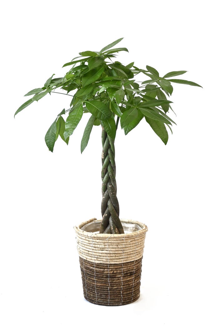 観葉植物 通販 パキラ 8号鉢 ツートーン鉢カバー付 観葉植物 本物