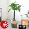 観葉植物 通販 パキラ 8号鉢 ツートーン鉢カバー付 観葉植物 本物