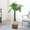 観葉植物 通販 パキラ 8号鉢 ツートーン鉢カバー付 観葉植物 本物