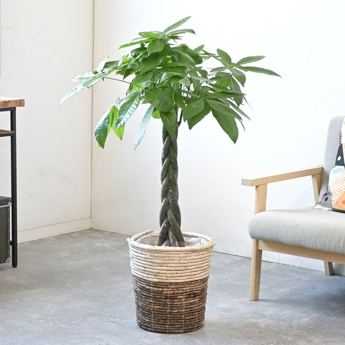 観葉植物 通販 パキラ 8号鉢 ツートーン鉢カバー付 観葉植物 本物